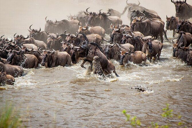 One Day Tour to Maasai Mara Game reserve from Nairobi - Game Drives That Don’t Feel Like a Whirlwind
