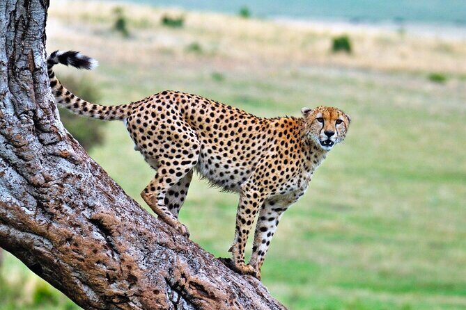 One Day Tour to Maasai Mara Game reserve from Nairobi - Lunch in the Park: Picnic Under the Shade (Plus a Useful Upgrade Option)