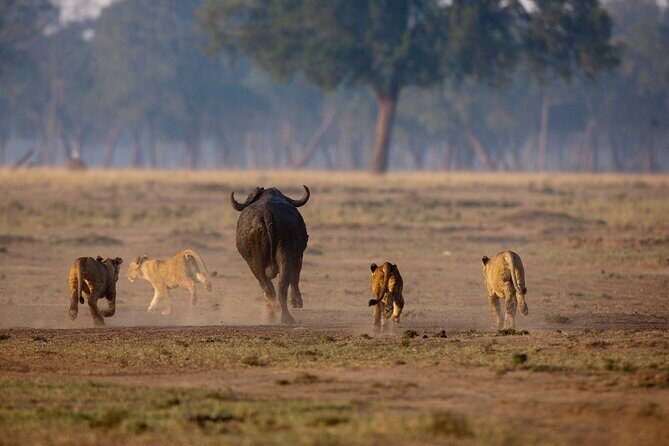 One Day Tour to Maasai Mara Game reserve from Nairobi - What Private Really Means Here (And Who It Suits Best)