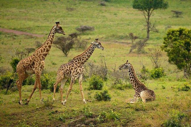 One Day Tour to Maasai Mara Game reserve from Nairobi - Entering Maasai Mara: Sekenani Gate to the Mara River
