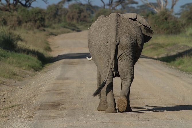 One Night (Mid-range) Amboseli National Park Safari - Afternoon game drive in Amboseli: elephants, big cats, and the view from Observation Hill