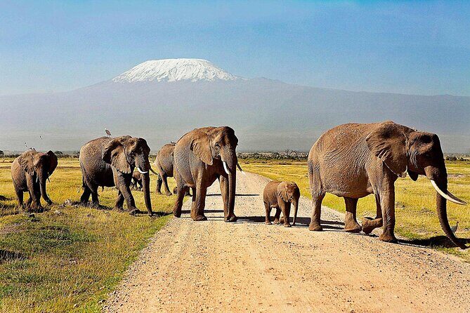 One Night (Mid-range) Amboseli National Park Safari - Day two morning exit drive: your second chance before Nairobi drop-off