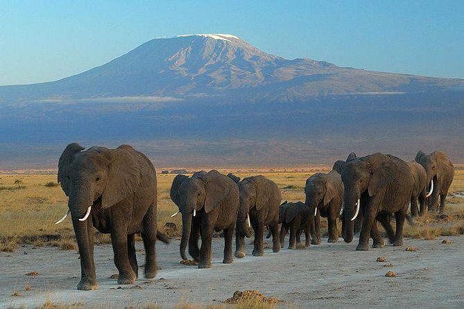 Overnight Amboseli National Park Safari from Nairobi - Key things I’d zero in on