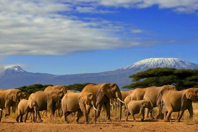 Overnight Amboseli National Park Safari from Nairobi - Why Amboseli works when you only have 48 hours