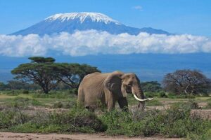 Overnight Amboseli National Park Safari from Nairobi - Day 1 in Amboseli: lunch, rest, then the 16:00 evening drive