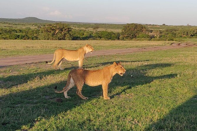 Overnight Amboseli National Park Safari from Nairobi - Day 2: Observation Hill morning drive for predators and grazers