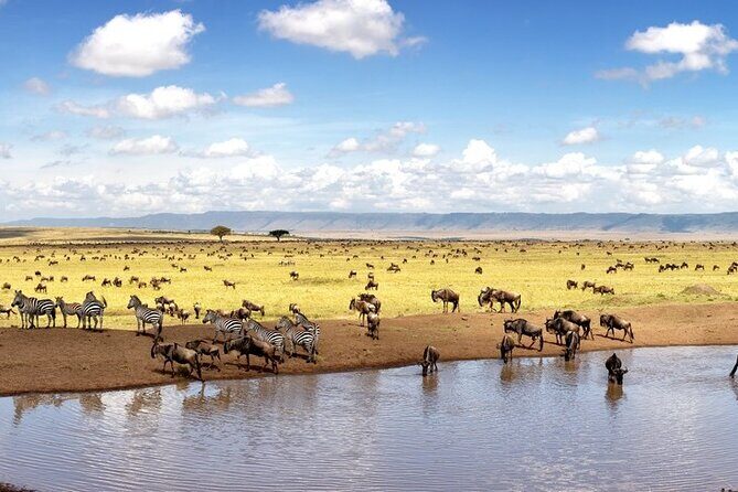 Overnight Safari To Maasai Mara - Big Five expectations: How to think about success in a 2-day safari