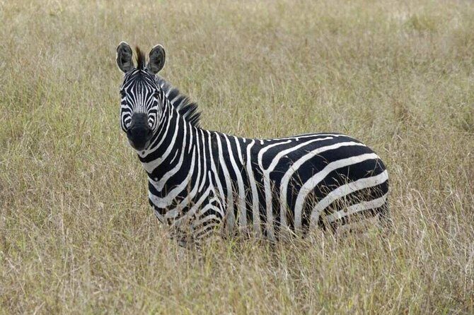 Overnight Safari To Maasai Mara - What’s included in the $230 price (and what you must budget separately)