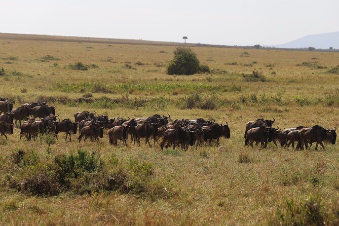 Overnight Safari To Maasai Mara - Small-group pace: Comfort, attention, and how to get good sightings