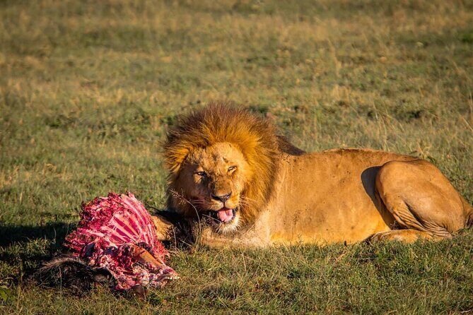 Overnight Safari To Maasai Mara - Accommodation at the safari camp: What you can safely expect