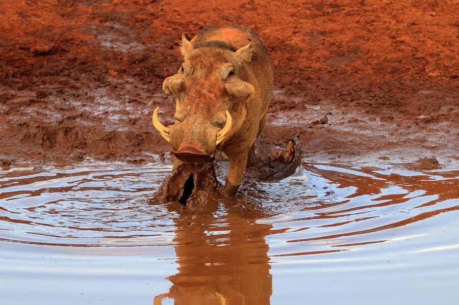 Overnight Tsavo East Safari From Mombasa/Diani (Private) - Key Things That Make This Tsavo East Safari Worth It