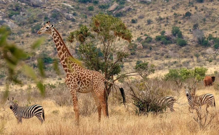 Overnight Tsavo East Safari From Mombasa/Diani (Private) - Tsavo East, Compressed Into a 2-Day Plan