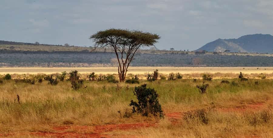 Overnight Tsavo East Safari From Mombasa/Diani (Private) - Aruba Dam and the Colonial-Era Waterhole Magic