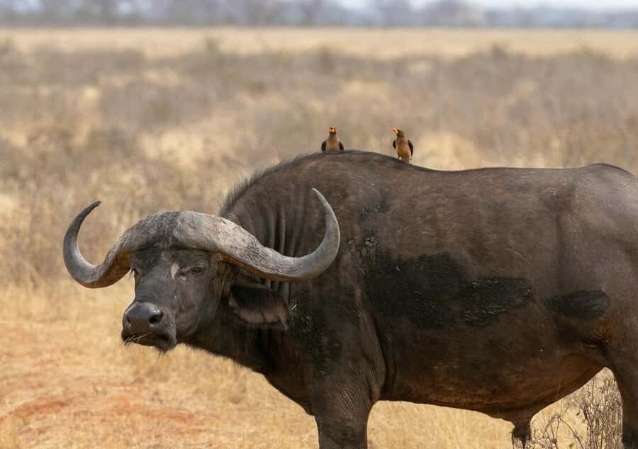 Overnight Tsavo East Safari From Mombasa/Diani (Private) - Afternoon Reset at the Lodge Before the Evening Drive