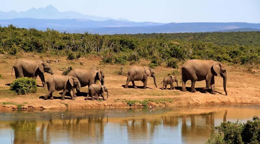 Overnight Tsavo East Safari From Mombasa/Diani (Private) - Voi Wildlife Lodge: Why a Waterhole Night Changes Everything