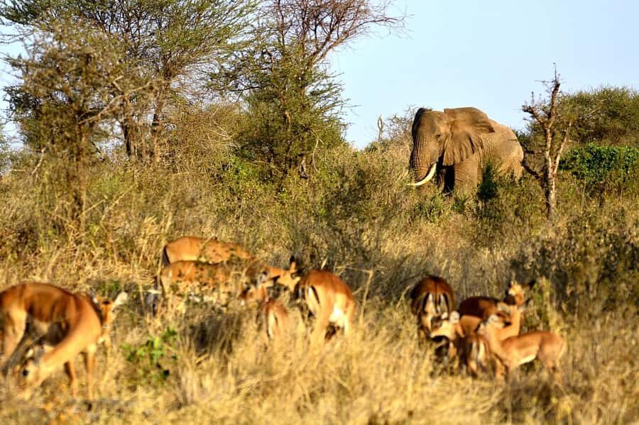 Overnight Tsavo East Safari From Mombasa/Diani (Private) - Day 2: Morning Viewing, Exiting at the Gate, Then Back to Diani