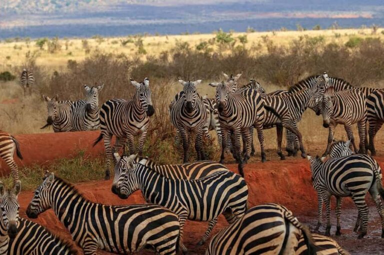 Overnight Tsavo East Safari From Mombasa/Diani (Private) - Pickup, Drive, and the Bachuma Gate Arrival (The Day 1 Setup)