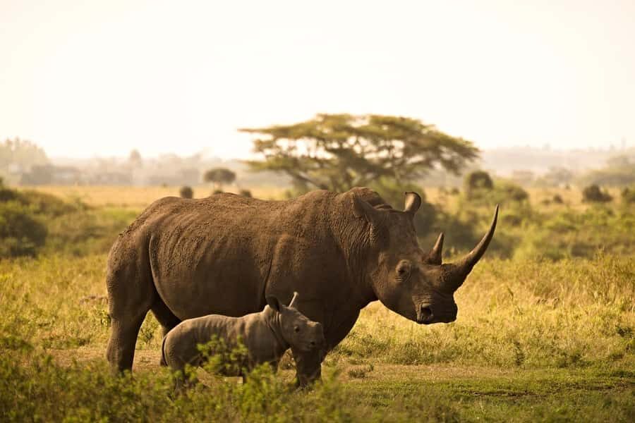 Overnight Tsavo East Safari From Mombasa/Diani (Private) - Transport and Guides: The Details That Affect Your Sighting Chances