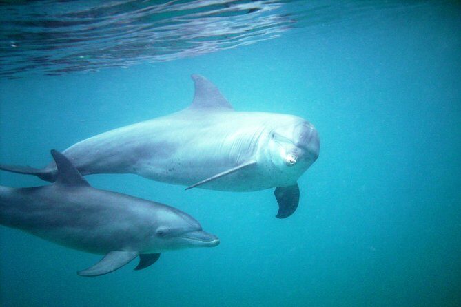 PILLI PIPA DHOW, the genuine product, snorkeling tour to Kisite Marine Park - Two snorkel stops in Kisite-Mpunguti: how the day is paced