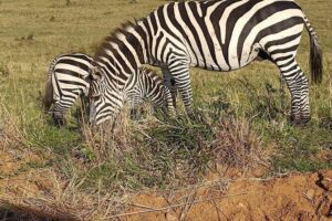 Private 6-Days Tour Exploring in Amboseli & Nakuru National Park - Two Different Game Drive Styles in Amboseli (Pick Your Mood)