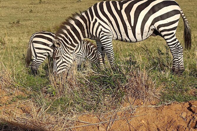Private 6-Days Tour Exploring in Amboseli & Nakuru National Park - Two Different Game Drive Styles in Amboseli (Pick Your Mood)