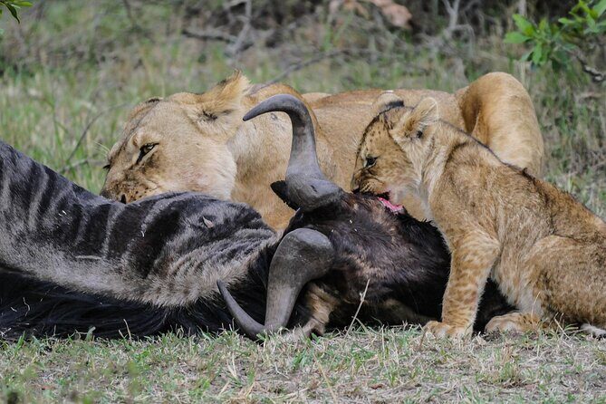 Private 7 Days Kenya Safari Amboseli, Naivasha, Nakuru, Mara - Day 3 at Hell’s Gate: A Rare Wildlife Walk Opportunity