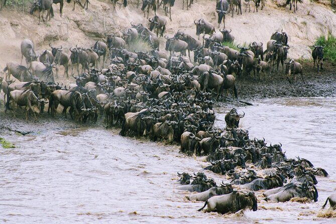 Private 7 Days Kenya Safari Amboseli, Naivasha, Nakuru, Mara - Days 5–6 in the Masai Mara: Big Five Country With Time to Actually See Things