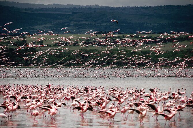 Private 7 Days Kenya Safari Amboseli, Naivasha, Nakuru, Mara - The Driver-Guide and the 4×4 Vehicle: Where Private Quality Shows