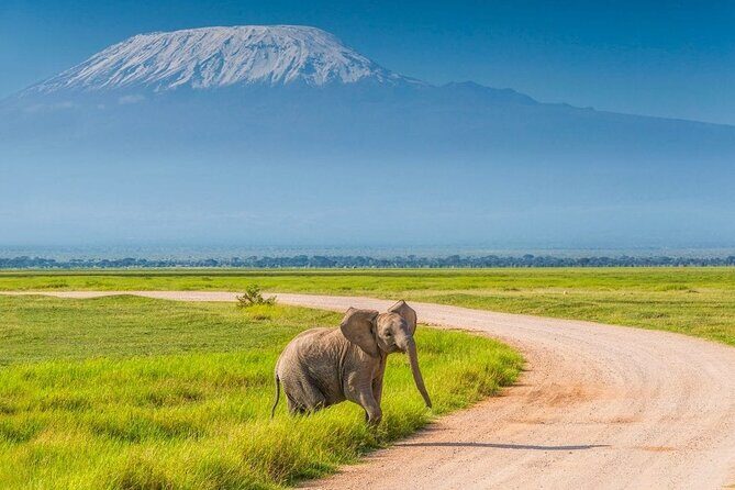 Private Day Tour Amboseli National Park, View Mt. Kilimanjaro 4<em>4 – Key things that make this Amboseli day trip worth your time’ /></p>
<ul>
<li><strong>5:00am pickup</strong> for sunrise timing and more daylight for wildlife.</li>
<li><strong>Private 4×4 with a pop-up roof</strong> so you can see over the grass and scan fast.</li>
<li><strong>Morning game drive plus a short afternoon drive</strong> for a second look before leaving.</li>
<li><strong>Lunch and a bottle of water included</strong>, while <strong>drinks and entrance fees are not</strong>.</li>
<li><strong>Mt. Kilimanjaro views from afar</strong> as you enter the area and during the drive.</li>
<li><strong>Animal-spotting guides</strong> like Peter, Julias, and Brian, known for finding wildlife early.</li>
</ul>
<h2 id="sunrise-to-safari-how-the-day-actually-flows">Sunrise to Safari: how the day actually flows</h2>
<p><img src=