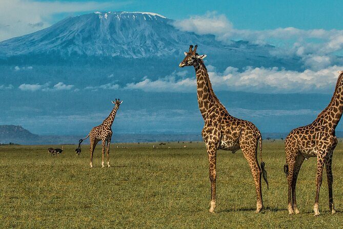 Private Day Tour Amboseli National Park, View Mt. Kilimanjaro 4*4 - Price and value: what $198 buys (and what costs extra)