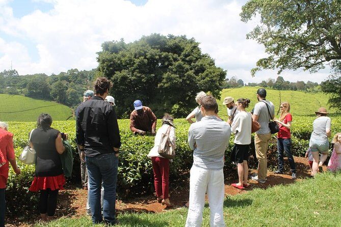 Private Day Trip to Kiambethu Tea Farm in Limuru from Nairobi - Getting There: Private Pickup to Limuru and Tea-Country Altitude