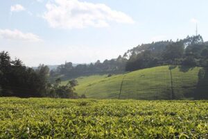 Private Day Trip to Kiambethu Tea Farm in Limuru from Nairobi - Tea Farm Arrival: First Tea, Quick Orientation, Then a Walk