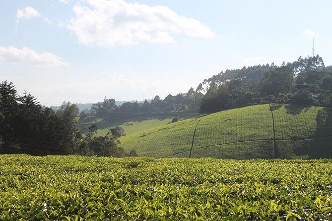 Private Day Trip to Kiambethu Tea Farm in Limuru from Nairobi - Tea Farm Arrival: First Tea, Quick Orientation, Then a Walk