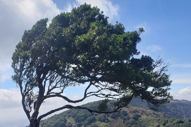 Private Half Day Hike to Ngong Hills from Nairobi - Getting there: pickup, the drive, and when the day starts