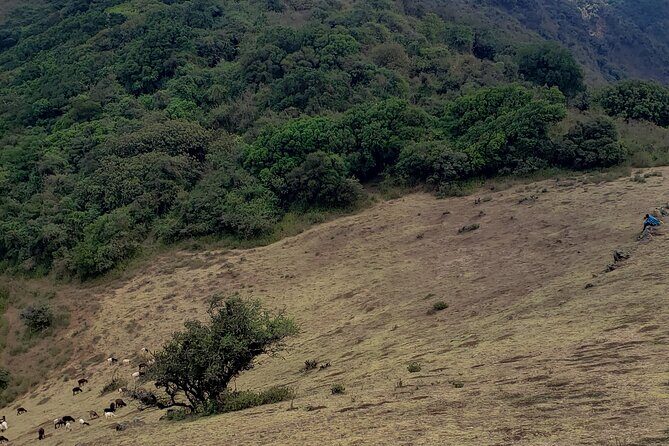 Private Half Day Hike to Ngong Hills from Nairobi - Timing and pacing: how the 5 hours usually play out