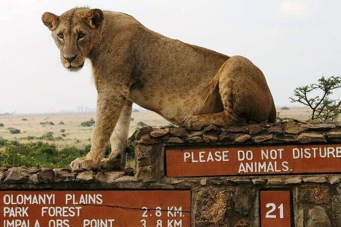 Private Nairobi National Park Day Tour - Pickup, van ride, and where the day actually starts