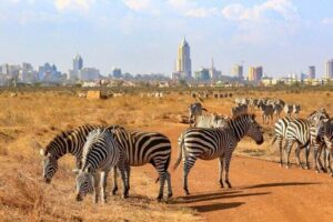 Private Nairobi National Park Day Tour - Your 5-hour Nairobi game drive: what you’ll likely see