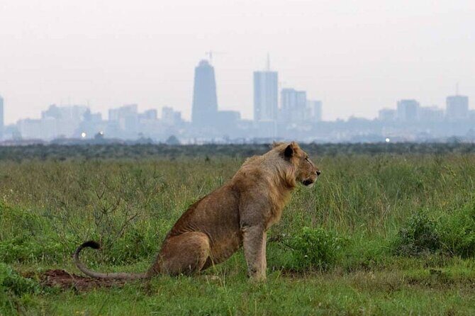 Private Nairobi National Park Day Tour - Big Five math: planning for rhino, buffalo, lion, and cheetah