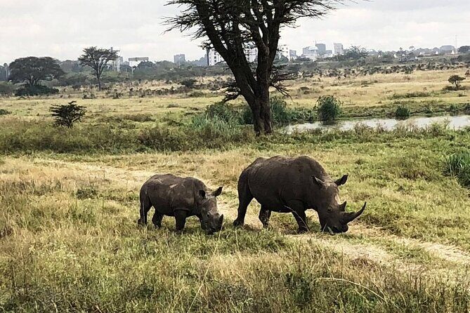 Private Nairobi National Park Day Tour - Making the most of one park stop (and why 5 hours is a sweet spot)