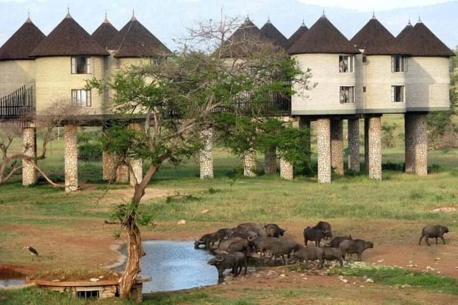 PRIVATE OVERNIGHT SALTLICK SAFARI FROM MOMBASA OR DIANI - Key highlights at a glance