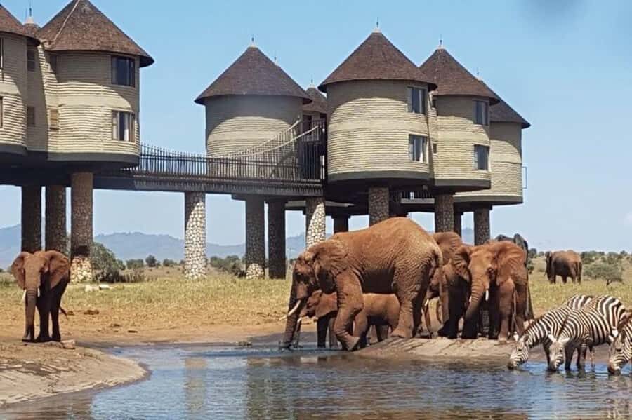 PRIVATE OVERNIGHT SALTLICK SAFARI FROM MOMBASA OR DIANI - Salt Lick Lodge on Stilts: Why the Overnight Matters