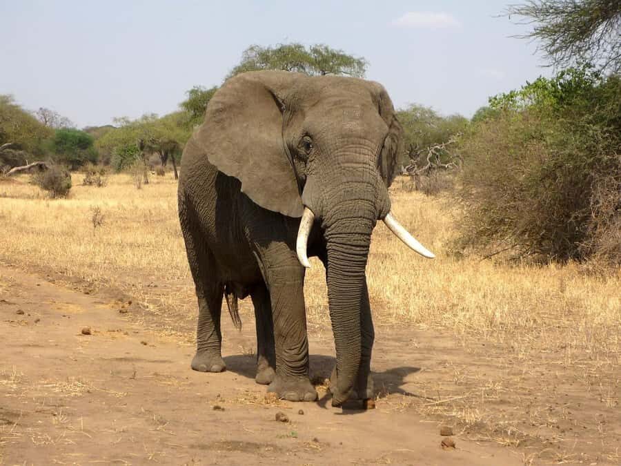 PRIVATE OVERNIGHT SALTLICK SAFARI FROM MOMBASA OR DIANI - Your Guide Experience: Spotting, Behavior, and Better Sightings