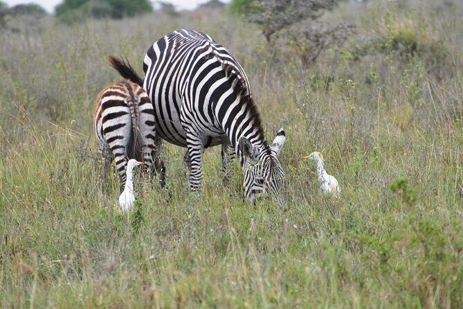 Safari In Nairobi Kenya National Park Half day Tour - Price Check: Is $85 Worth a Nairobi Safari?