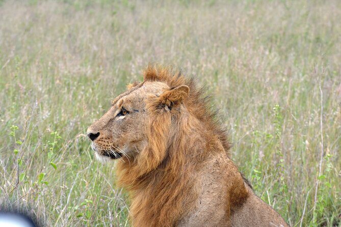 Safari In Nairobi Kenya National Park Half day Tour - At the Park: How Your Guide Scans for Lions, Rhino, and More