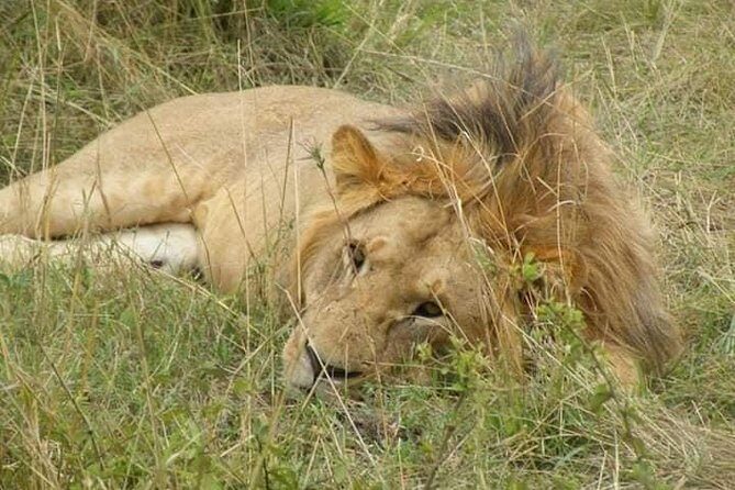 Safari Kenya with Patrick - Maasai Mara National Reserve: the quick ticket-in moment