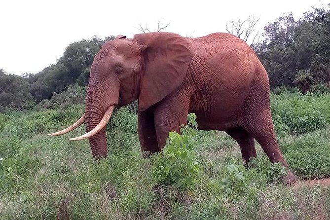 Safari Kenya with Patrick - Transportation, pacing, and who drives matters