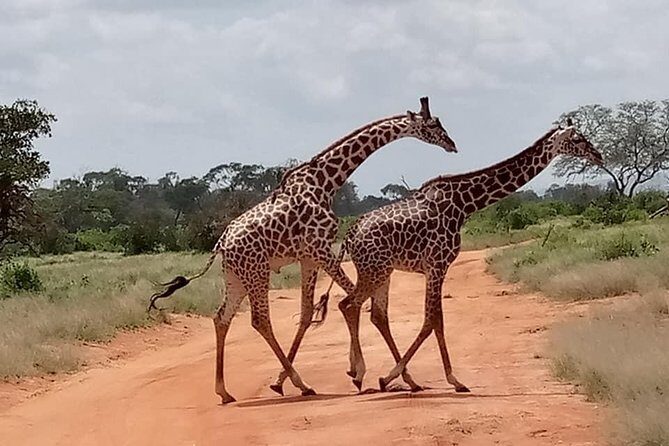Safari Kenya with Patrick - Tsavo East by day: your main wildlife push starts fast