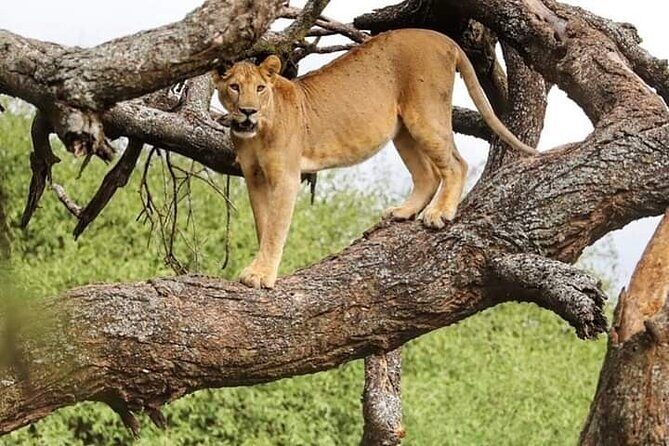 Safari Tour : Nairobi National Park - Nairobi National Park Safari: wildlife close to the city noise