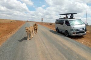 Safari Tour; Nairobi National Park - The open-roof game drive: what “5 hours” usually means for you