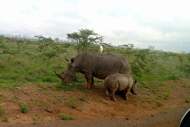 Safari Tour : Nairobi National Park - Grass plains and acacia bush: how the game drive actually feels